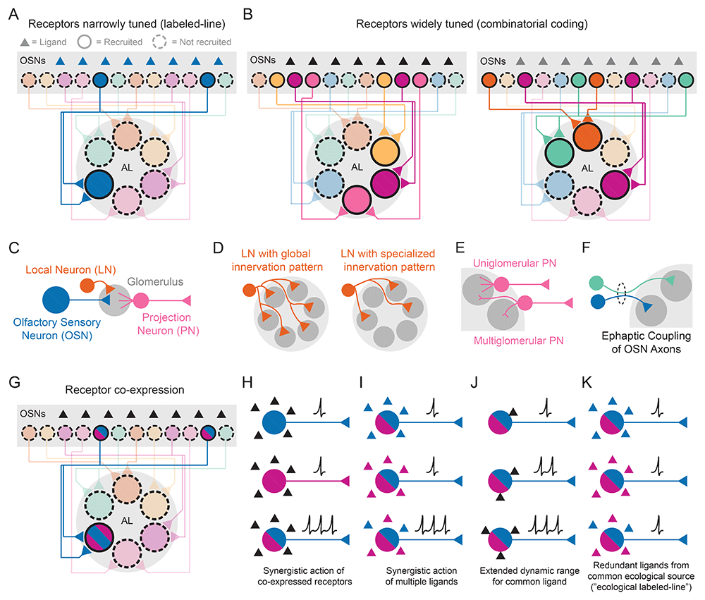 Non-canonical... | Molecular Psychology: Brain, Behavior, and Society
